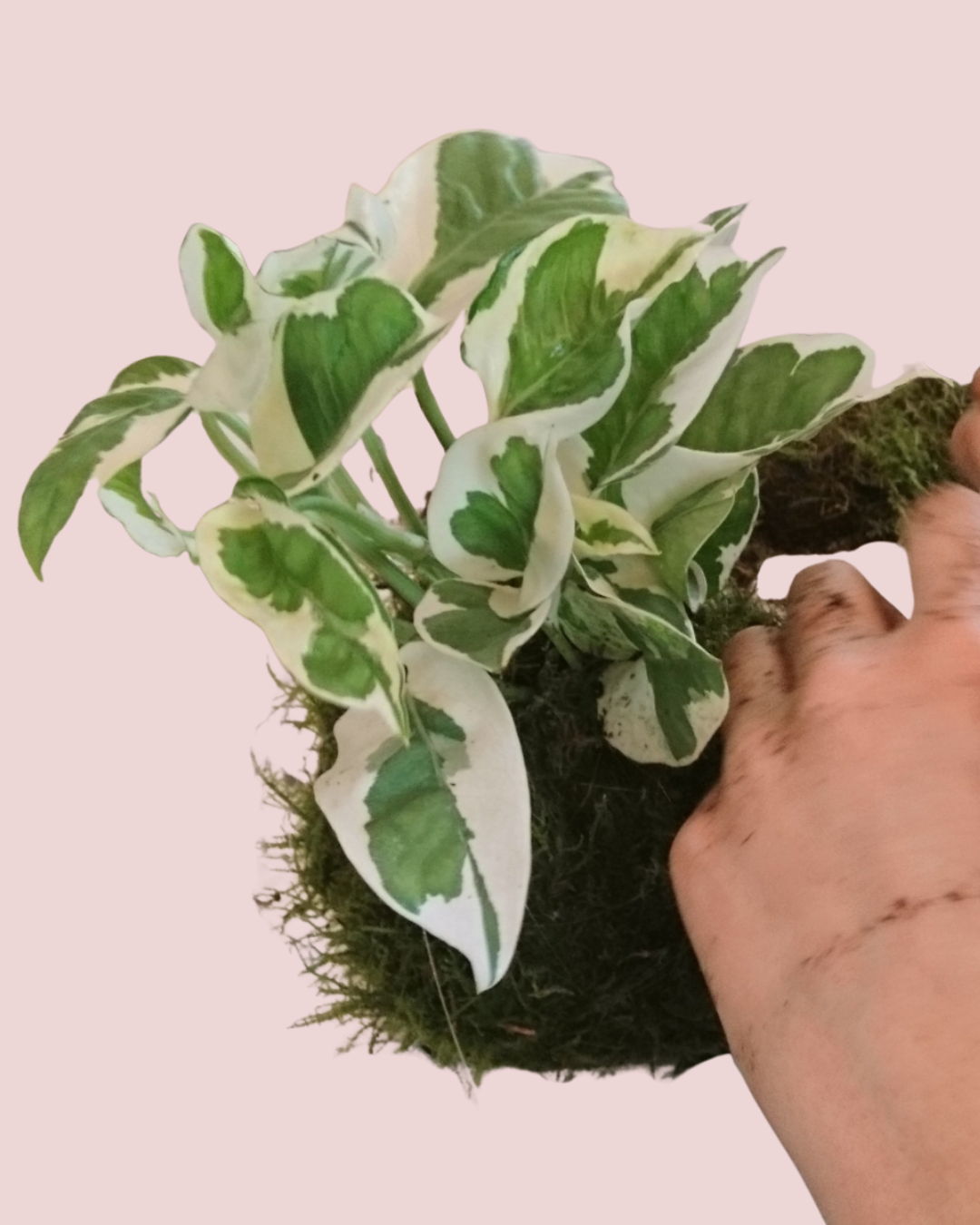 Kokedama maken