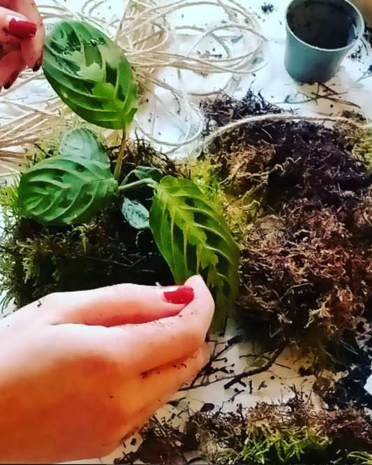 Kokedama maken